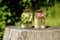 Two glass jars with sun tea. Solar tea is water heated by solar energy, which contains various tree leaves, flowers, medicinal her