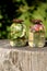 Two glass jars with sun tea. Solar tea is water heated by solar energy, which contains various tree leaves, flowers, medicinal her