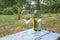 Two glasses and bottle of white wine on old blue paint table