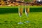 Two glasses with  bubbles white champagne or cava wine served on green golf club grass with mountains view during golf competition