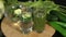 Two glasses of green smoothie and cucumber water on table on a black background.