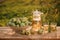 Two glasses with pear juice and basket with pears on wooden table with natural orchard background on sunset light. Vegetarian