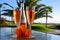 Two glasses of rose bubbles champagne or cava wine served outside on paradise island with palms and green grass