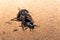 Two Glossy black Arabian Darkling Beetles.Pimelia arabica in the desert sand at night in the United Arab Emirates mating or