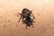 Two Glossy black Arabian Darkling Beetles.Pimelia arabica in the desert sand at night in the United Arab Emirates mating or