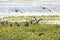 Two glossy ibises landing in a swamp in Christmas, Florida.