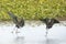 Two glossy ibises landing in a swamp in Christmas, Florida.