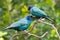 Two Glossy Starlings