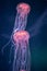 Two glowing jellyfish chrysaora pacifica underwater