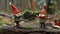 Two gnome figurines on a wooden log in the forest. Fairy tale and fantasy concept