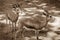 Two goats in the aviary in the zoo. Horizontal scene of two lama