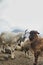 Two goats collide head to head, Shimshal, Pakistan