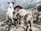 Two goats in the Corsican mountains in autumn