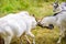 Two goats find out the relationship with each other, farm