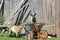 Two goats have rest near construction equipment - russian village