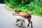 Two goats roam the street in the village in the summer.