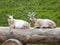 Two Goats Sitting on a Log