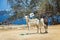 Two goats standing side by side on the island of Goree, Senegal. Opposite to see the city of Dakar, Africa. Goats are