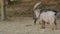 Two Goats in Straw Enclosure Farm. Adorable Animal Big Horn Footage