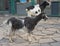 Two goats in the zoo near the aviary