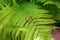 Two gold wedding rings lie on a green fern leaf. Wedding rings on a background of greenery and fern leaves. Copy space, top view,