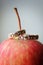 Two gold wedding rings on red apple, close-up. Vintage rings for bride and groom, selective focus. Concept of the wedding party