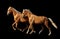 Two golden akhal-teke horses isolated on black background