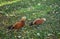 Two Golden Ducks Ruddy Shelduck walking on the grass