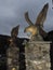 Two golden eagles, models, statuettes, on stone plinths, lit by spotlight at dusk.