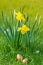 Two golden eggs hidden next to two daffodils