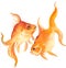 Two golden fishes