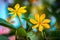 Two golden gardenia with green leaves