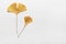 Two golden gingko leaves on the white paper background