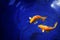 Two golden koi carp fishes close up, dark blue sea background, yellow goldfish swims in water, Pisces constellation horoscope sign