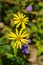 Two Golden Ragwort flowers