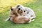 Two Golden Retriever dogs playing and biting