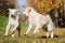 Two golden retriever dogs playing outdoors in autumn