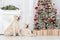 Two golden retriever dogs posing indoors for Christmas