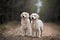 Two golden retriever dogs standing in the forest