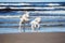 Two golden retriever puppies on a beach