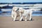 Two golden retriever puppies on a beach