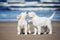 Two golden retriever puppies on a beach