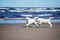 Two golden retriever puppies on a beach