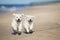 Two golden retriever puppies running on a beach