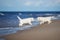 Two golden retriever puppies walking on a beach