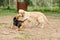 Two golden retrievers and beagle dogs get to know each other, sniff each other and play together in the walking area