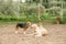 Two golden retrievers and beagle dogs get to know each other, sniff each other and play together in the walking area