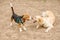 Two golden retrievers and beagle dogs get to know each other, sniff each other and play together in the walking area