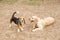 Two golden retrievers and beagle dogs get to know each other, sniff each other and play together in the walking area