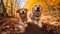 two golden retrievers running down a path in the woods. generative ai